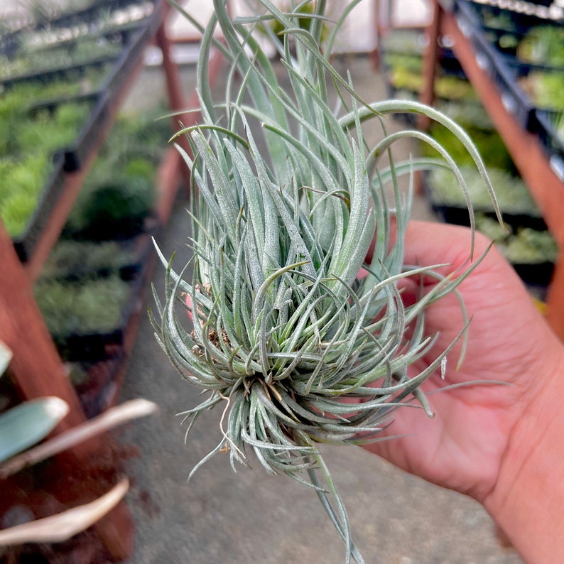 Lorentziana Clump Air Plant Rare image 2