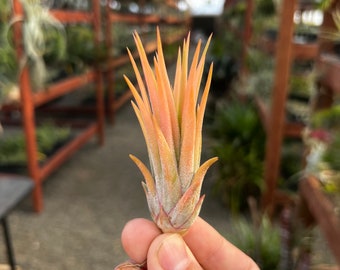 Ionantha Peach Air Plant *COULEUR ROUGE ACTUELLEMENT !*