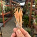 see more listings in the Air Plants section