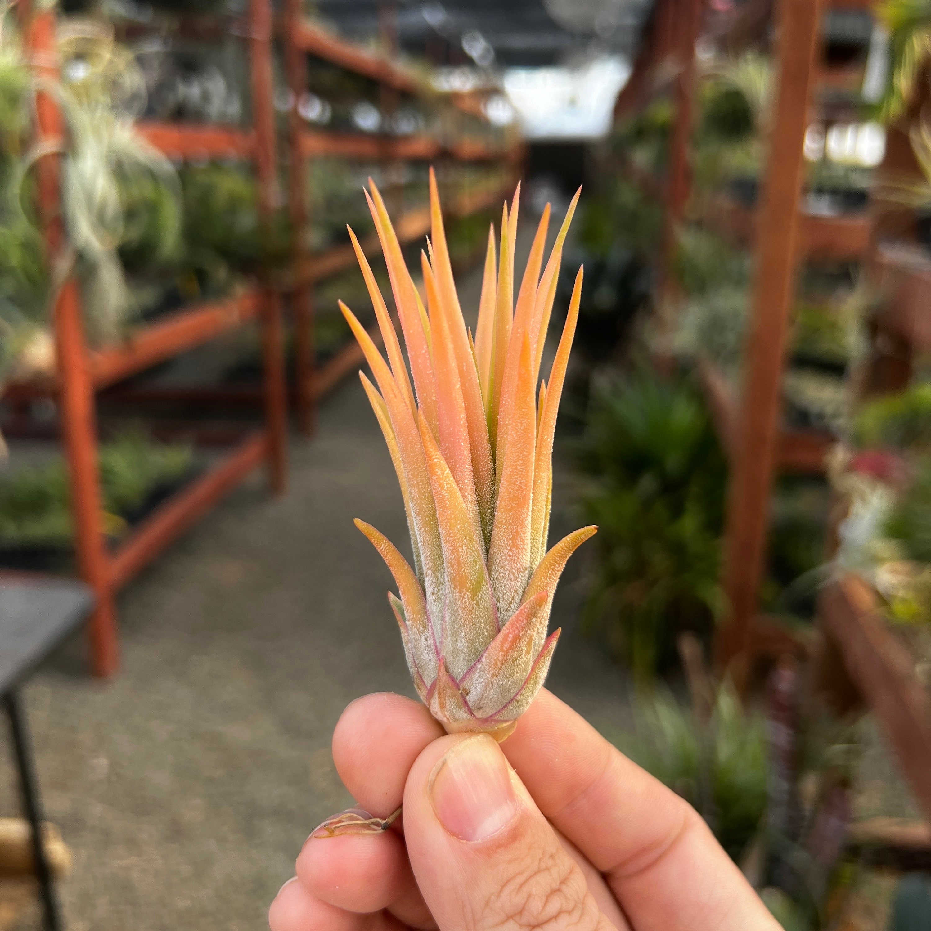 Ionantha Peach Air Plant *Currently Green!*