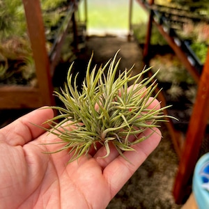 Bandensis Small Clump Air Plant *Looks Great Mounted On Wood!*