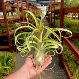 Big Long John Air Plant *Produces Amazing Bloom Spikes*