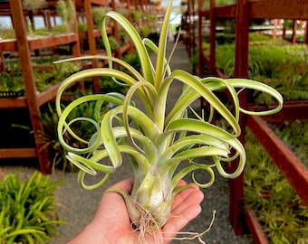 Big Long John Air Plant *Produces Amazing Bloom Spikes*
