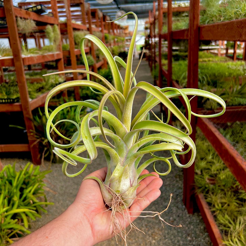 Big Long John Air Plant Produces Amazing Bloom Spikes image 1