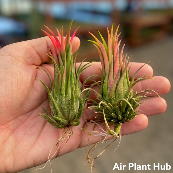 英麻呂T. ionantha ‘Nizanda' と‘Hazel Nut' 英麻呂様専用T. ionantha 'Nizanda' と'Hazel Nut' - メルカリ