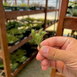 May include: A close-up of a small green plant with thin, spiky leaves held in a hand. The plant is likely a type of succulent or air plant.
