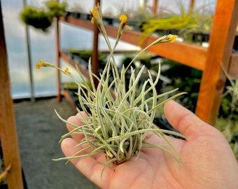 Plante aérienne en touffes de crocata duveteuses * Parfumée en floraison ! *