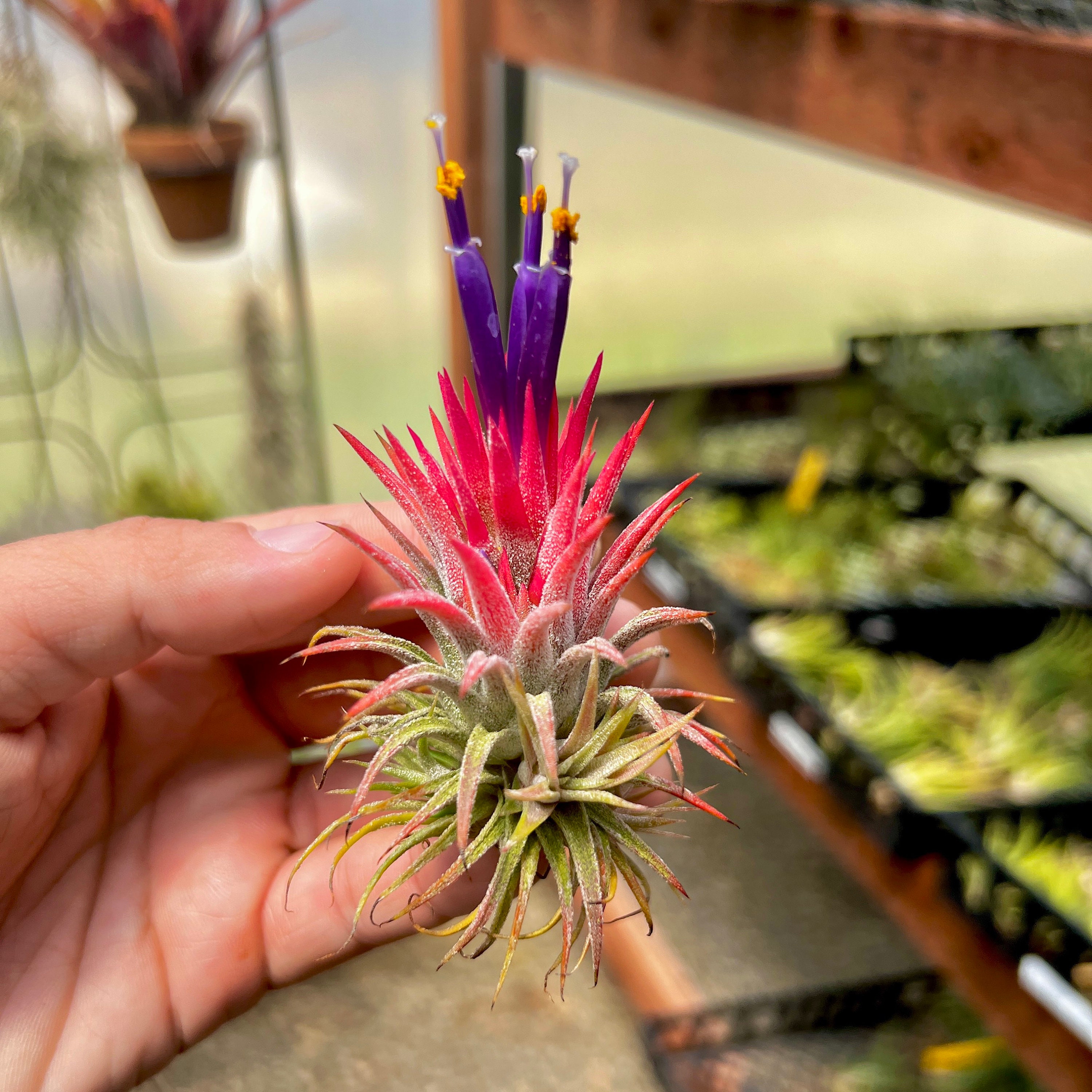 ブロメリア・エアープランツ ionantha Hamuemula x Sitting Pretty Ionantha Huamelula Mini Air Plant: Turns From Green to Red - Etsy