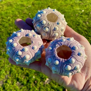 May include: Three sea urchin shells with a light purple hue and white, circular protrusions. The shells are held in a hand, showcasing their intricate, natural patterns. The background is blurred green grass.