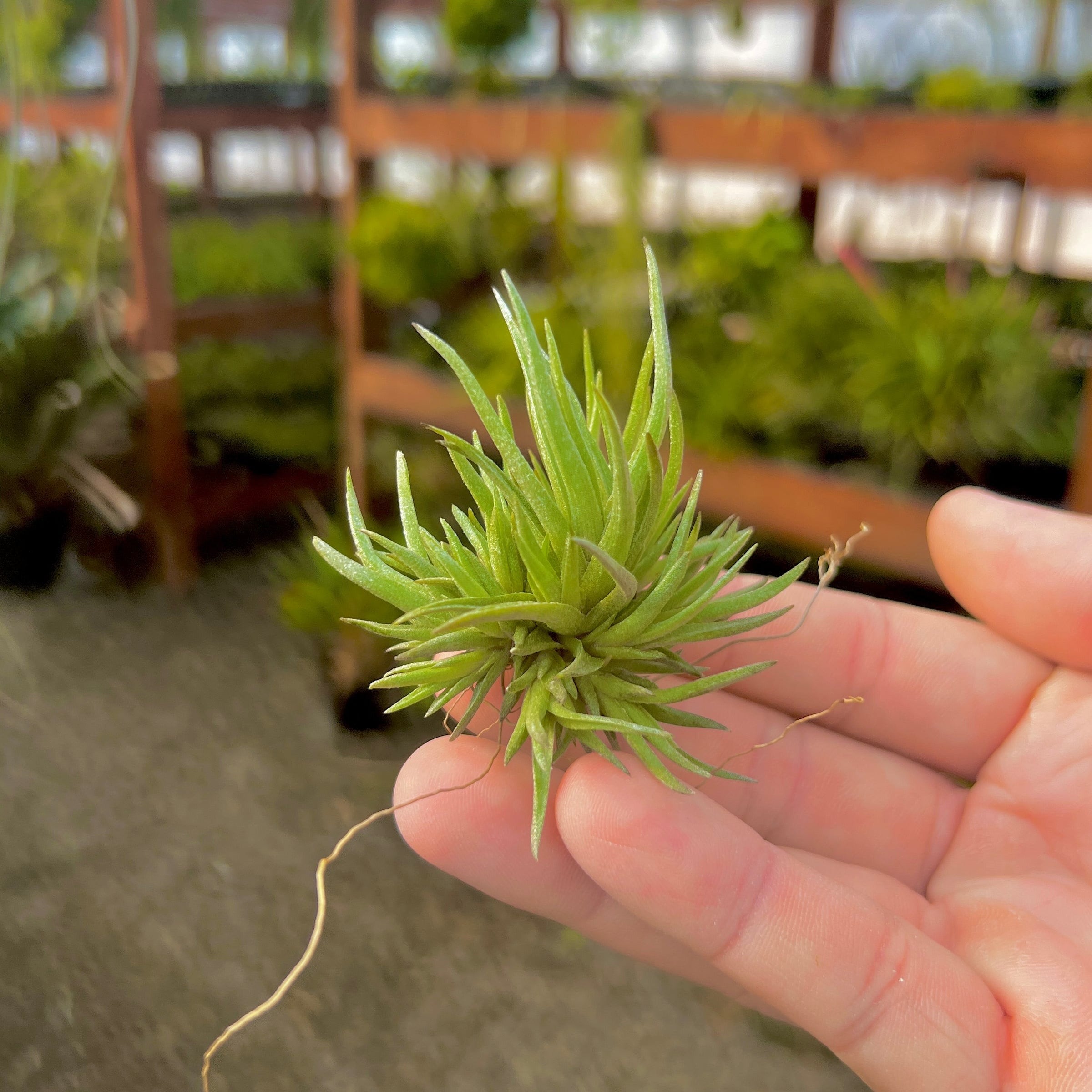 Argentina Small Clump Air Plant *Uncommon and unique!*