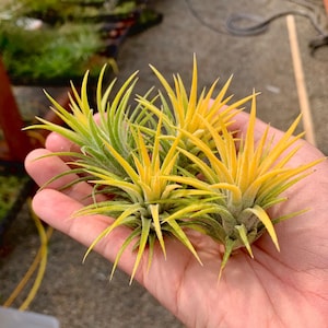 Ionantha Druid Air Plant *Leaves turn yellow when in bloom!*