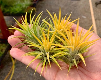 Ionantha Druid Air Plant *Leaves turn yellow when in bloom!*