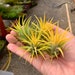 see more listings in the Air Plants section