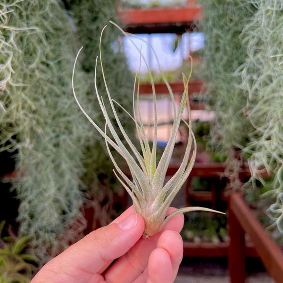 Rare Ehlersiana Air Plant, White/gray Tillandsia Grows HUGE - Etsy Israel