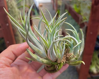 Pueblensis Clump Air Plant *Very Hardy! Easy Care*