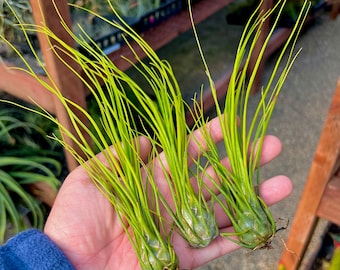 Disticha Green Air Plant *Interesting Bulb Plant That Looks Like A Green Onion!*