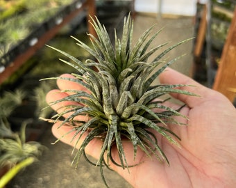 Ionantha Zebrina Air Plant *RARE Banded Tillandsia*