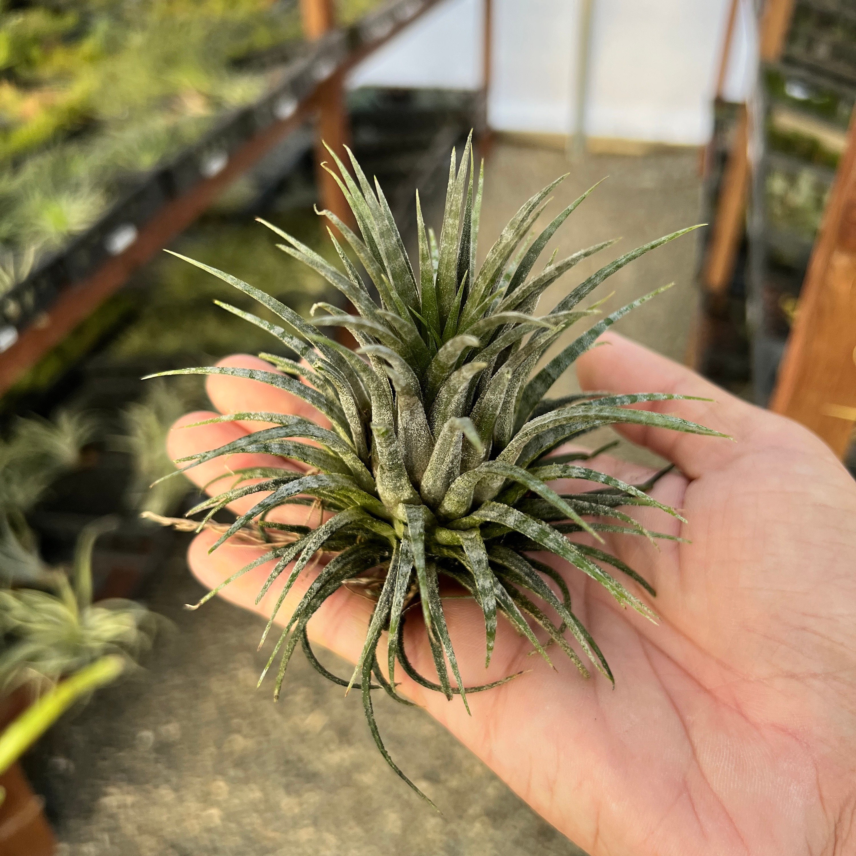 Tillandsia Ionantha Mexican Zebra 速達発送 Ionantha Zebrina Air Plant *RARE Banded Tillandsia* - Etsy