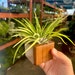 see more listings in the Air Plant Accessories section