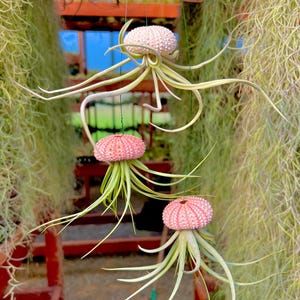 3 Pack Hanging Air Plant Jellyfish Urchin Display (Pink/White)