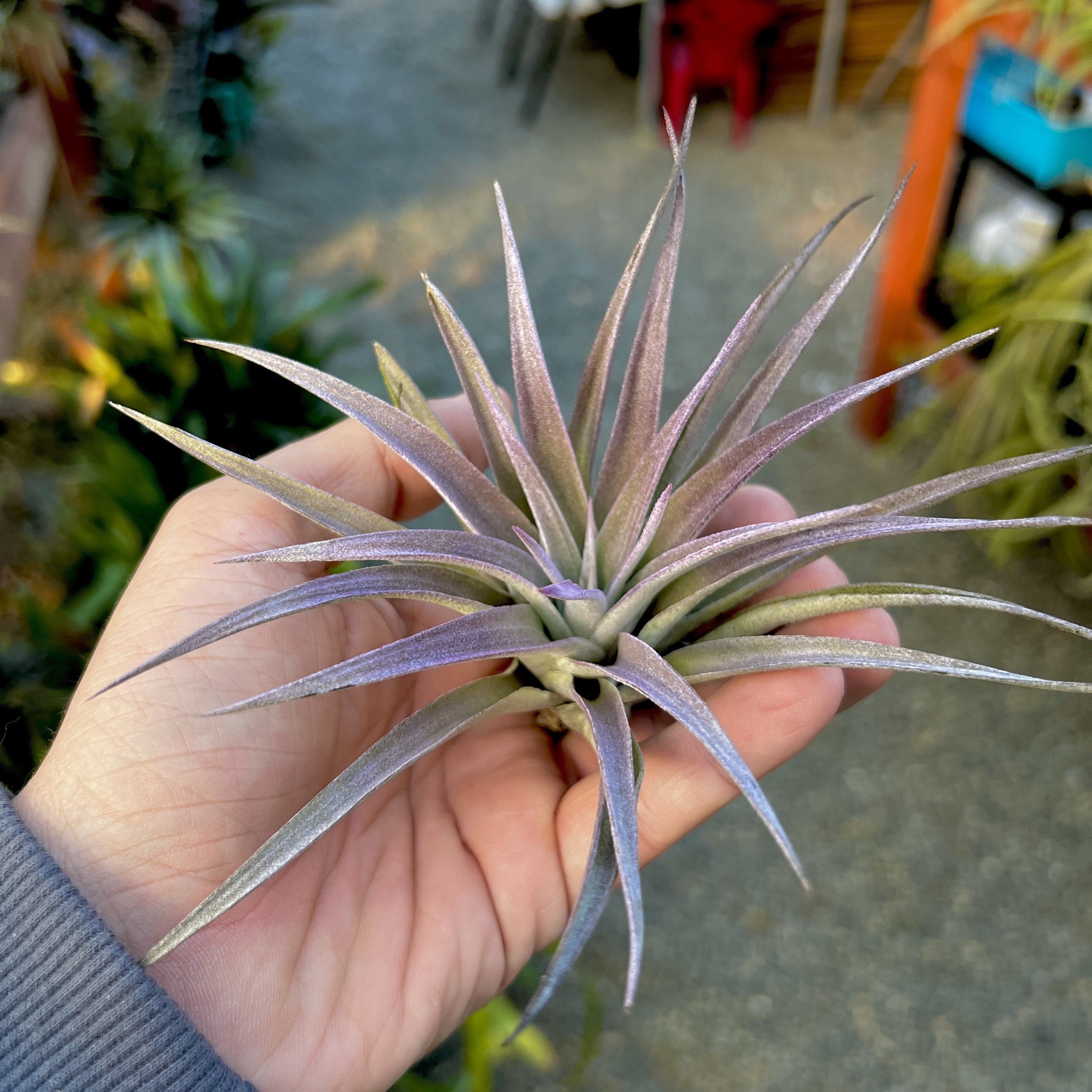 Air plant purple flower