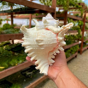 May include: A large, white seashell with a pink edge. The shell has a complex, intricate pattern and is held in a person's hand.