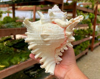 May include: A large, white seashell with a pink edge. The shell has a complex, intricate pattern and is held in a person's hand.