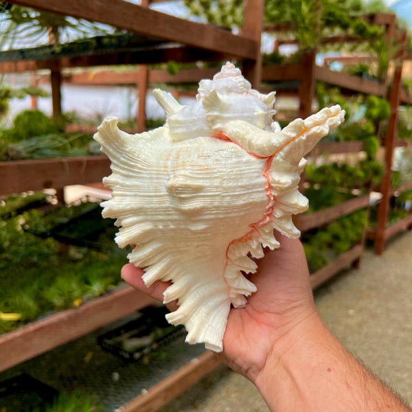 XL Murex Ramosus Shell, Natural Seashell Display