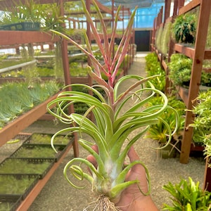 Big Long John Air Plant Produces Amazing Bloom Spikes image 2