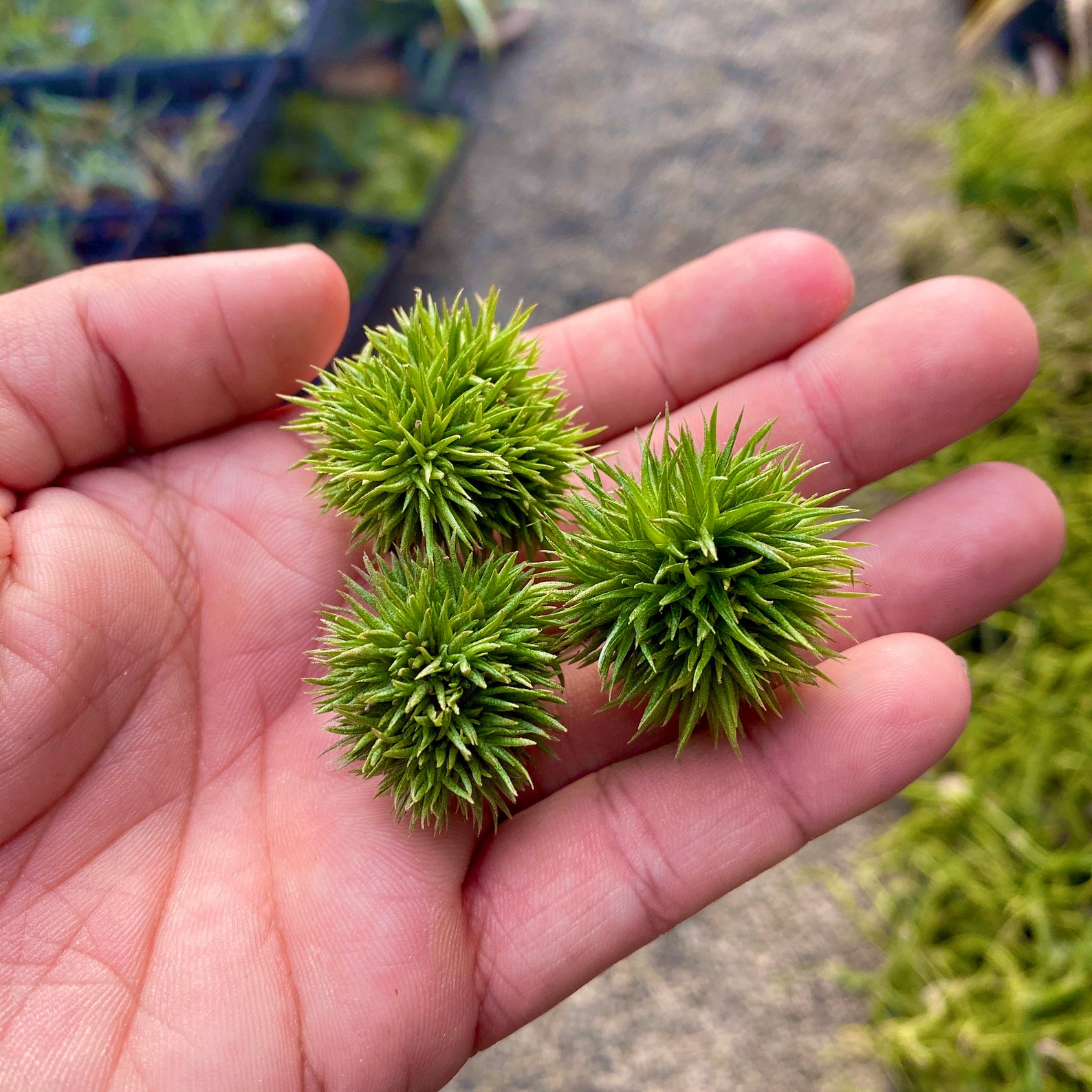 Teddy Bear Air Plant Teddy Bear Air Plant