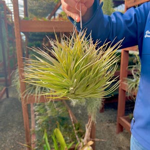 Large Air Plant Hanging Clump On Wire *Look at those pups!”