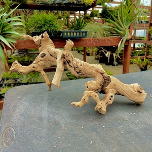 May include: A piece of driftwood with a light brown color and a unique, organic shape. The wood has a textured surface with knots and holes, and it appears to be weathered. The driftwood is likely used for decorative purposes or in aquariums.