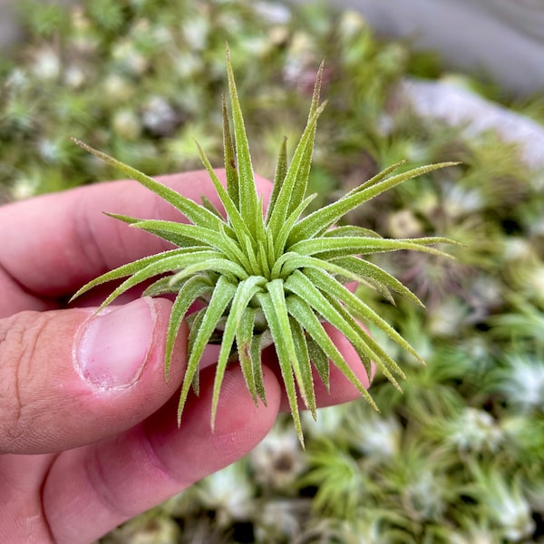 Baby Ionantha Rubra Air Plant *CUTE!*