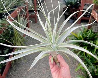 Straminea Fuzzy Giant Air Plant *Angelic!*