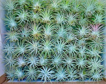100 Pack Wholesale Medium Size Bulk Ionantha Guatemala Air Plants *Cleaned, Trimmed & Ready To Go!*