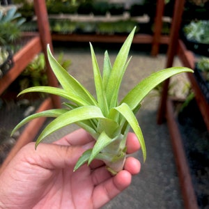 Capitata Green Air Plant *Great Beginner Plant!*