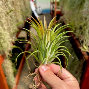 Ionantha Curly Giant Air Plant Several Sizes Available Regular