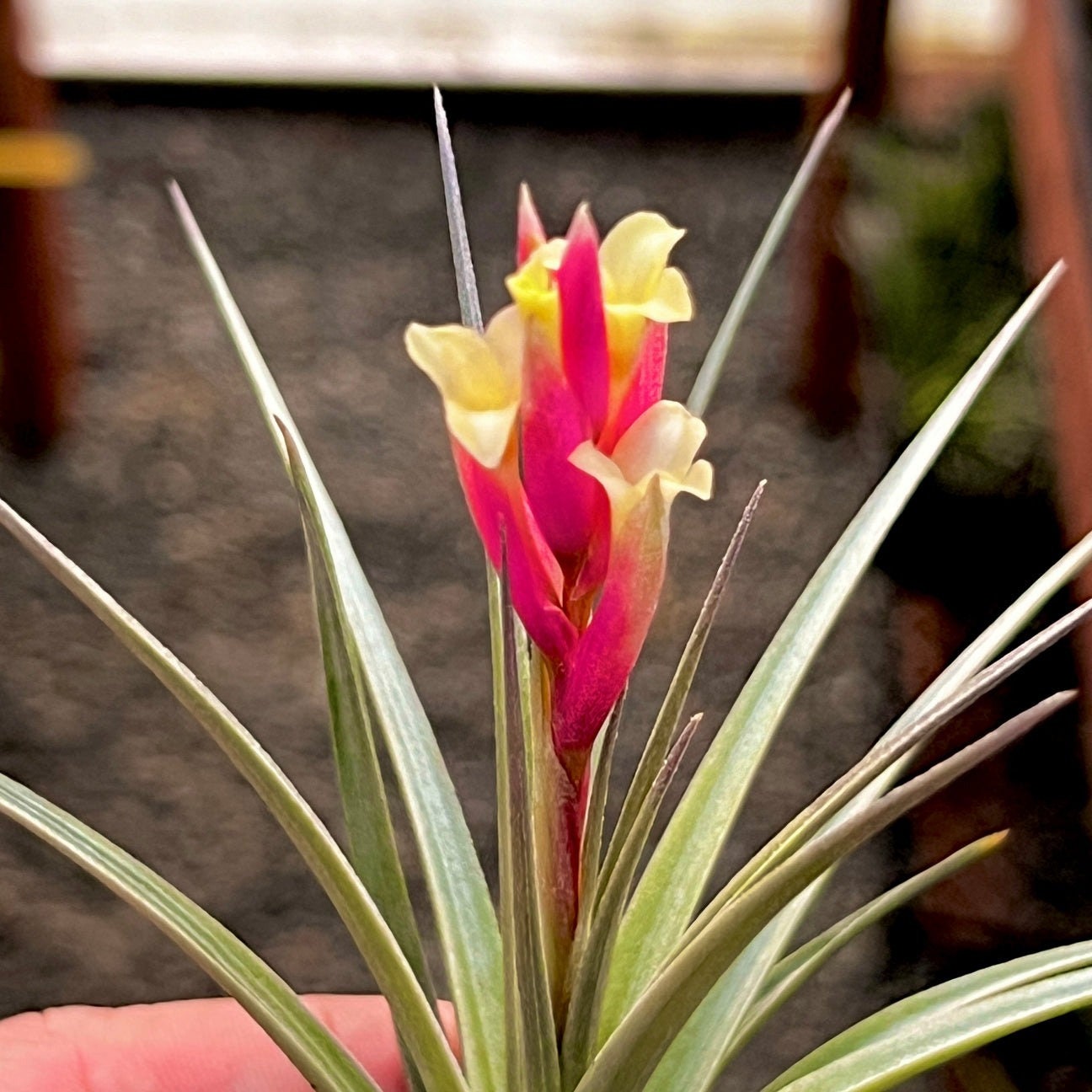 Jucunda Air Plant *Produces Pink Bloom Spike With Yellow Flowers!*