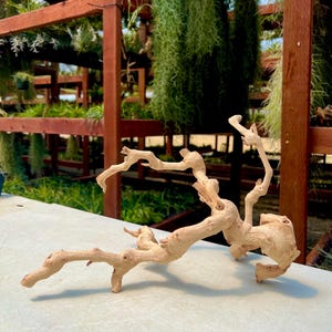 May include: A light-colored, natural driftwood branch with multiple offshoots. The wood has a smooth, weathered appearance and is displayed on a light-colored surface. The background features a wooden structure with hanging plants, suggesting a natural or botanical theme.