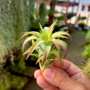 Ionantha Vanhyningii Medium Tillandsia Air Plant *Beautiful Symmetry*