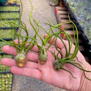 3 Pack Bulbosa Medium Air Plant *Beginner Friendly*
