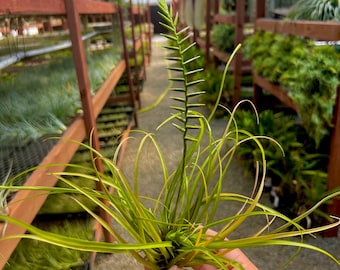 Narthecioides Air Plant *Interesting Stacked Bloom Spike!*