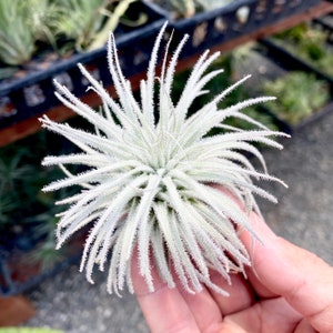 Tectorum Snowball Air Plant *Extra Fuzzy Form*