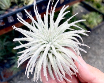 Tectorum Snowball Air Plant *Extra Fuzzy Form*