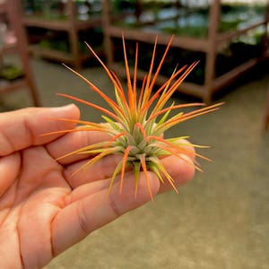 Wedding Spider Plant - Etsy
