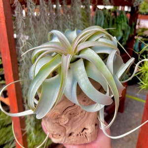May include: A light green air plant in a natural wood planter. The plant has long, thin leaves that are curled and twisted.