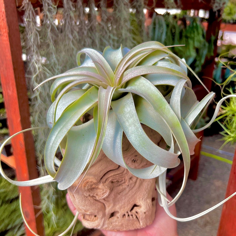 May include: A light green air plant in a natural wood planter. The plant has long, thin leaves that are curled and twisted.