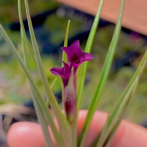 Mystic Burgundy Air Plant *Produces a deep burgundy flower!*