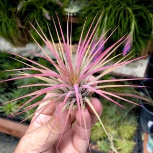 Ionantha Guatemala Pink Air Plant - Beginner Tillandsia
