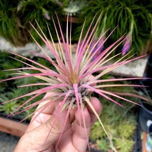 Ionantha Pink Air Plant *CUTE!*